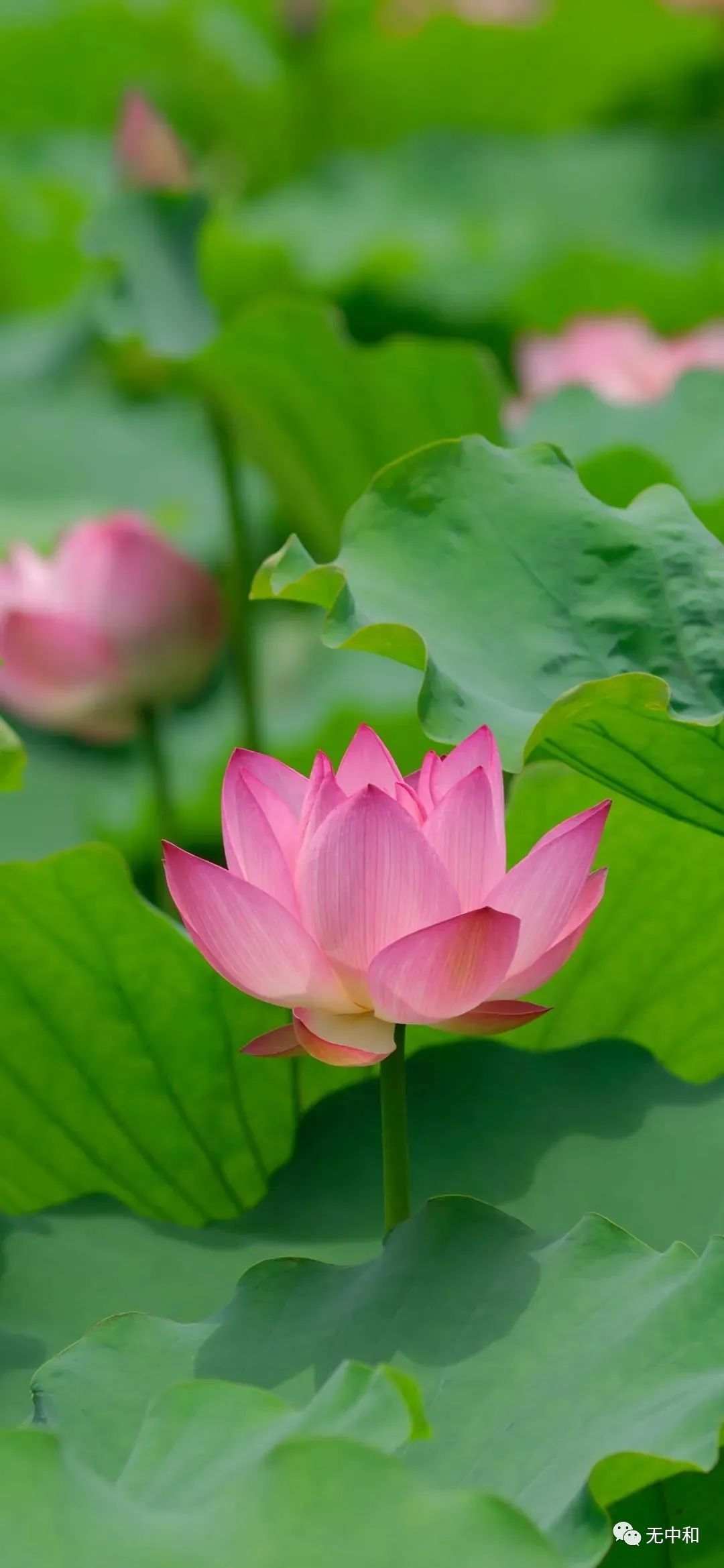 每天一分钟，知晓天下事！- 无中和wzhonghe.com -4